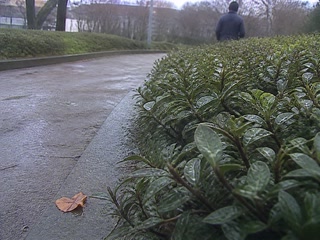 雨粒の残った小さな葉(歩く足を止めた時)。背景に人物が一人写る