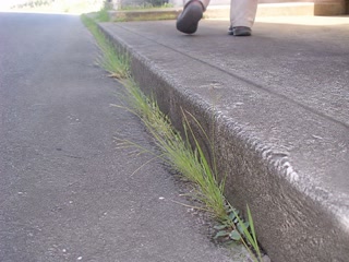 縁石の隙間の細い草(歩く足を止めた時)。背景に人物が一人写る