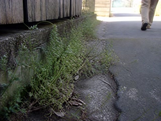塀の下の名も知らない草(歩く足を止めた時)。背景に人物が一人写る