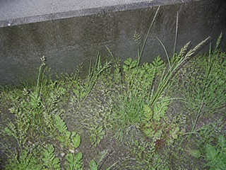 雨上がりの縁石のそばに伸びた草