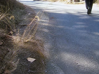 舗装路の端の乾いた穂(歩く足を止めた時)。背景に人物が一人写る