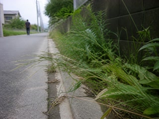風で倒れた草の先(歩く足を止めた時)