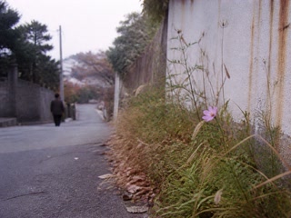 一つだけ残った小さな花(歩く足を止めた時)