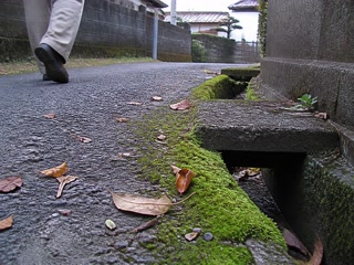 排水溝のそばの苔(歩く足を止めた時)。背景に人物が一人写る