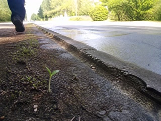 土から出た小さな芽(歩く足を止めた時)。背景に人物が一人写る