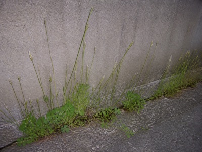 塀と舗装の隙間から伸びた細い草
