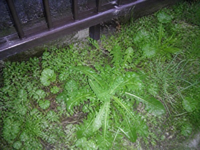 雨に濡れた柵の下の草