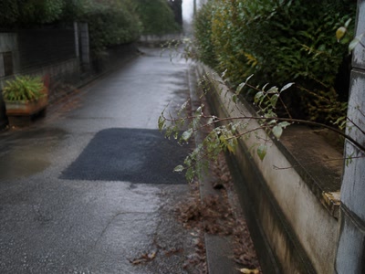 雨粒の残った小さな葉（道の端へ目をやった時）
