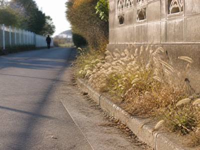 舗装路の端の乾いた穂（道の端へ目をやった時）