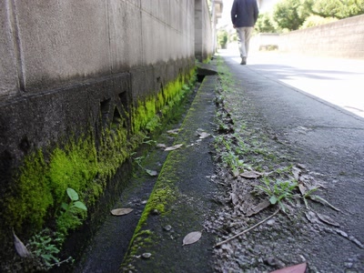 排水溝のそばの苔（道の端へ目をやった時）。背景に人物が一人写る
