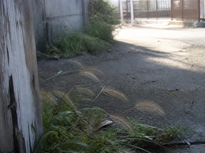 風で倒れた草の先（道の端へ目をやった時）