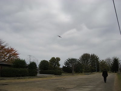 曇り空を横切る鳥の影(道の端へ目をやった時)。背景に人物が一人写る