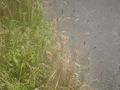 夏の舗装路の端に伸びた草の穂
