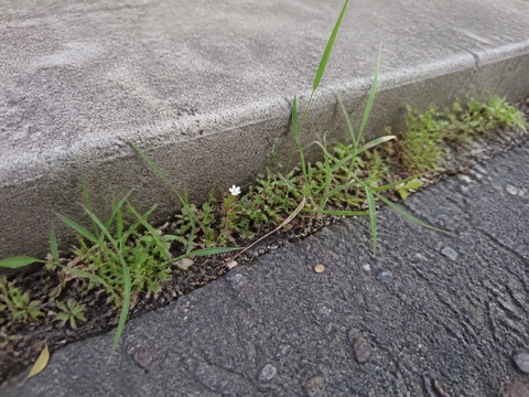 縁石の隙間に伸びた草と小さな白い花