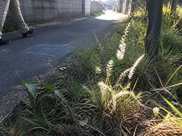 逆光に透けた草の穂（道の端へ目をやった時）。背景に人物が一人写る