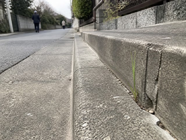 縁石の隙間の細い草（少し離れて見直した時）