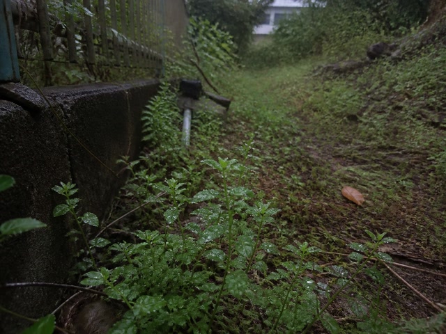 雨粒の残った小さな葉（少し離れて見直した時）